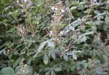 Practical Action, UK-based organisation launches project to train over 10,000 Western Kenya youth in modern farming