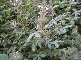 Scientists urge global action to rescue overlooked vegetable diversity