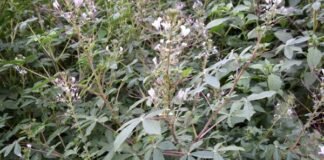 Scientists urge global action to rescue overlooked vegetable diversity