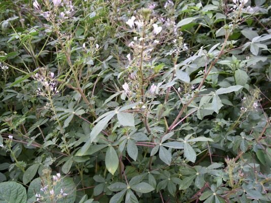 Scientists urge global action to rescue overlooked vegetable diversity
