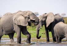 Standard Bank concludes first nature conservation financing loan in Africa