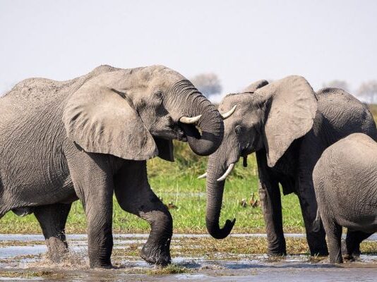 Standard Bank concludes first nature conservation financing loan in Africa