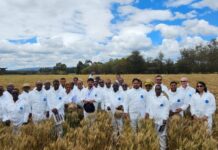 Wheat DEWAS to expand its wheat pathogen surveillance system project to East Africa, South Asia