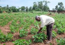 Yara and Asili Agriculture Partner to Boost Sustainable Farming in Uganda