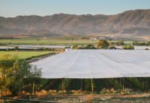 ANB and Norfund join forces to expand citrus in South Africa