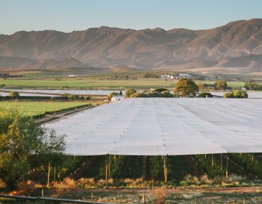 ZV citrus netting (002)
