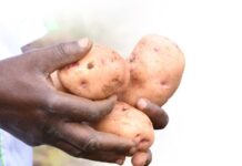Project underway to develop late blight-resistant potato varieties, eliminating the need for spraying