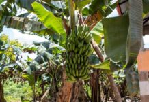 New strategies needed to help banana farmers recover from climate shocks