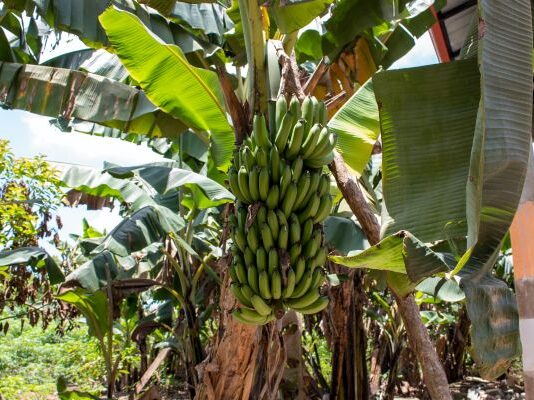 New strategies needed to help banana farmers recover from climate shocks