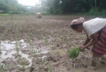 Boosting Millet Production: ICRISAT Joins Forces with the Assam Millet Mission