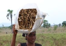 AATF awarded $1M for advancing agricultural technology in Africa