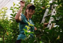 Award recognises’s work on the value of bats on apple farms