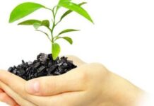 Biochar – Low-Cost Method to Improve Agricultural Output and Sequester Carbon