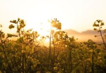 South Africa’s Record-Breaking Canola Harvest Expected to Exceed 220,000 Tons