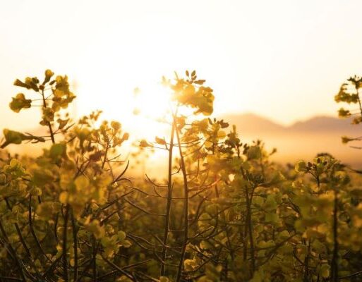 Canola harvest (1) (002)