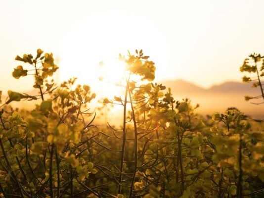 South Africa’s Record-Breaking Canola Harvest Expected to Exceed 220,000 Tons