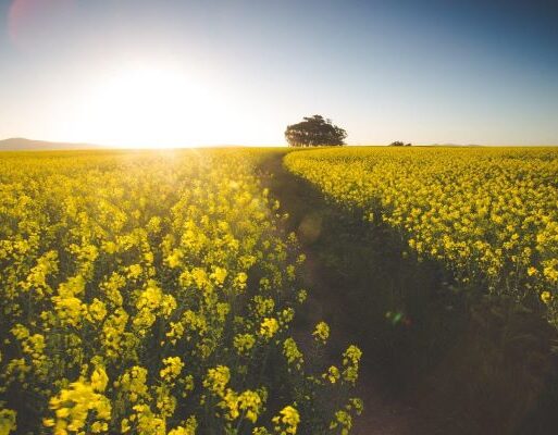 Canola harvest (2) (002)
