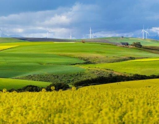 Canola harvest (3) (002)