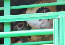 True horror of EU live animal transport masked in official records