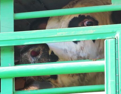 Cattle thirsty LANDSCAPE_90286_.