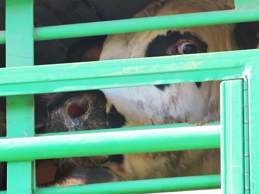 True horror of EU live animal transport masked in official records