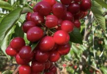 Markets bowled over by the quality of this year’s cherry crop