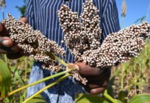 Scientists develop drought resistant, high yielding sorghum varieties suitable for dry regions of Africa