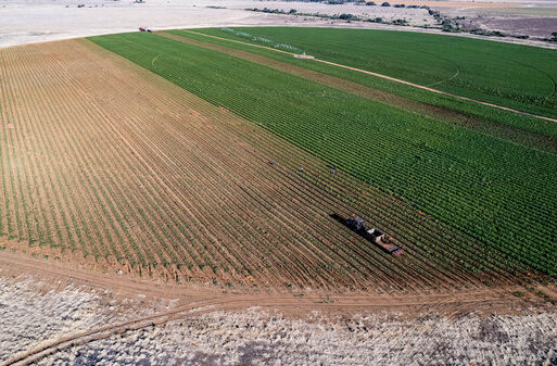 Greenway Farms is the largest carrot grower in Africa