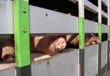 Momentum builds for further live export bans as campaigners mark international awareness day