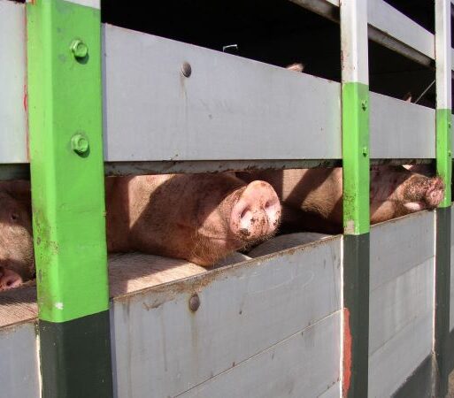 Live export pigs on truck_28456_© Compassion in World Farming
