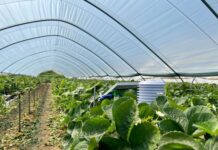 Middle East AgriTech firm, RedSea pioneering sustainable food production in harsh desert environments