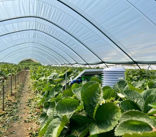 Middle East AgriTech firm, RedSea pioneering sustainable food production