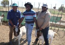 North West Agric handed over another 45 Goats to a farmer in Christiana