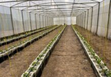 COP28: Kenya Agriculture Innovators join $13B UAE-US govt co-led initiative, the Agriculture Innovation Mission for Climate