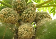 Kenya Approves Nationwide Release of Wasp to Combat Papaya Mealybug