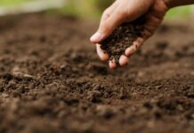Africa Explores Sustainable Approaches to Soil Health, Environmental Conservation, and Technologies at Special Summit