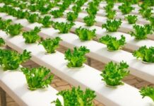 Revolutionize Your Garden: Hydroponic Lettuce Secrets