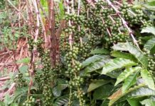 Tanzania develops four drought resistant coffee varieties