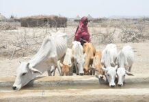 Deadly Climate-Induced Flooding Displaces More Than 1.3 Million People across the Horn of Africa