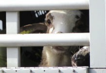 World Animal Protection welcomes G7’s move to prioritise sustainable agriculture initiatives in Africa