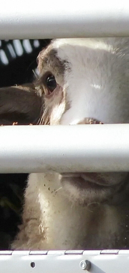 Sheep LANDSCAPE_90296_.