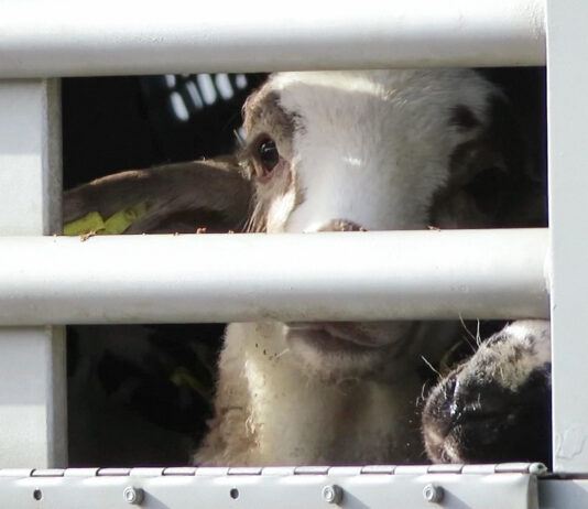 World Animal Protection welcomes G7’s move to prioritise sustainable agriculture initiatives in Africa