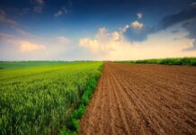 Soil: where food begins