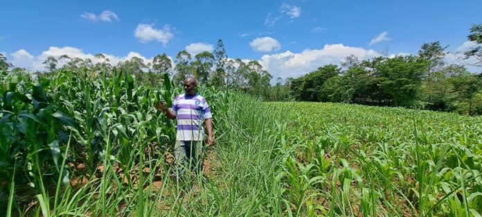 AI-Powered Soil Carbon Project to Benefit Smallholder Farmers in East Africa