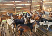 Uganda unveils e-animal identification system to ease livestock tracking