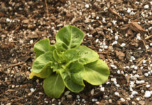 Why not grow your own veggies this summer?