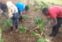 World leaders support IFAD’s urgent call for increased investment in rural communities and future global food security