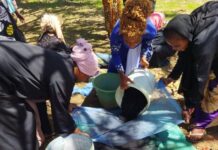 COP28: CGIAR and partners launch innovation sprint on gender and climate action