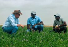 African Agriculture reports expanded activities expects to significantly increase production in 2024