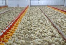 Factory farms contribute at least 11% of emissions causing climate disasters, new report shows